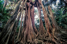 SC135 Banyan Tree, Lord Howe Island NSW