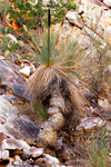 OB126 Grass Tree, Flinders Ranges National Park, South Australia