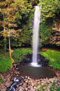 LS146 Crystal Shower Falls, Dorrigo National Park NSW