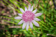 BM339 Pink Flannel Flower 
