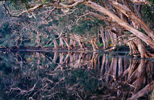 LS106  Paperbark Trees Reflecting at Myall Lakes National Park NSW