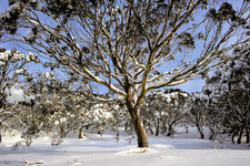 LS117 Snow gums, Kosciuszko National Park NSW