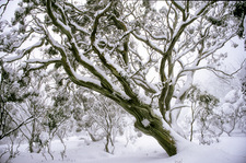LS118 Snow Gums [Eucalyptus pauciflora], Kosciuszko National Park NSW