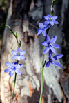 BM324 Spotted Sun Orchid