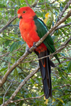 BM327 King Parrot