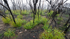 BM311 Regrowth, After the Fires