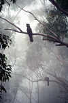 JV113 Yellow-tailed Black Cockatoos in Mist
