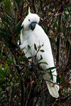 BM331 Sulphur Crested Cockatoo