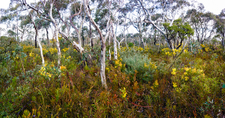 BMP114 Scribbly Gums,[Eucalyptus sclerophylla] & Wattle 