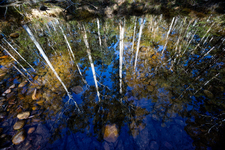 GV134 Reflections, Blue Gum Forest, Grose Valley